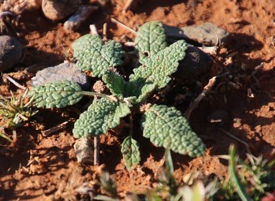 Salvia disermas, photographed by Tony Rebelo