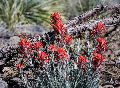 Castilleja lanata, photographed by Andrew Tree
