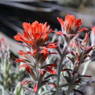 Castilleja lanata, photographed by Andrew Tree