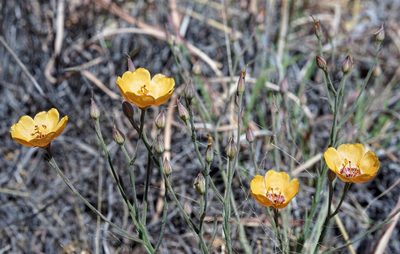 Linum puberulum, photographed by Andrew Tree