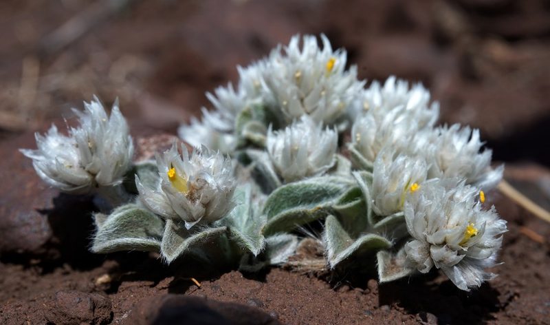 Gomphrena caespitosa, photographed by Andrew Tree