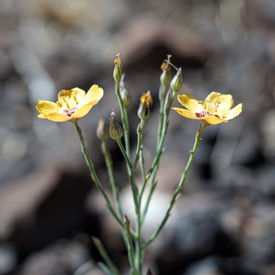 Linum puberulum, photographed by Andrew Tree