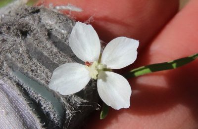 Clarkia epilobioides, photographed by Millie Basden