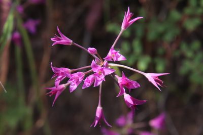 Allium peninsulare, photographed by Millie Basden