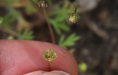 Cotula australis, photographed by Millie Basden