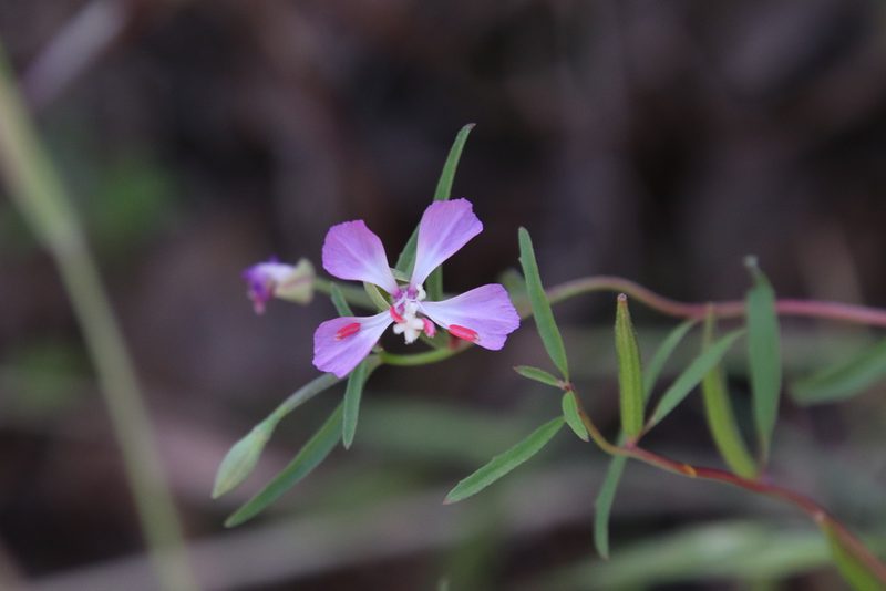 Clarkia delicata, photographed by Millie Basden