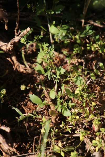 Lepidium desertorum, photographed by Tony Rebelo