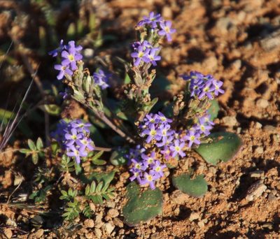 Manulea fragrans, photographed by Tony Rebelo