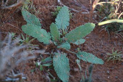Salvia disermas, photographed by Tony Rebelo