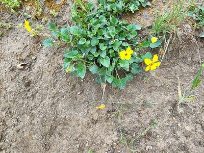 Viola pedunculata, photographed by Trevor Harding