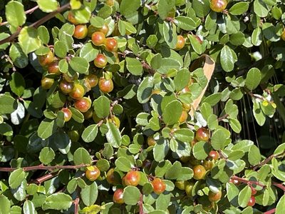 Rhamnus crocea, photographed by rappman