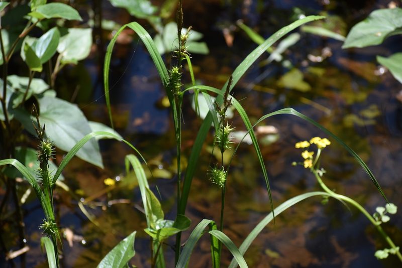 Carex gigantea, photographed by Ryan Watson