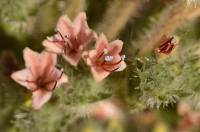 Echium asperrimum, photographed by Mourad Harzallah