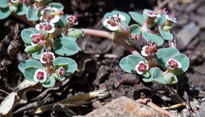 Euphorbia albomarginata, photographed by Andrew Tree