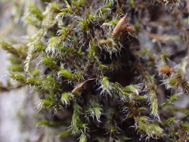 Bucklandiella heterosticha, photographed by Randal