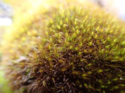 Orthodicranum tauricum, photographed by Randal