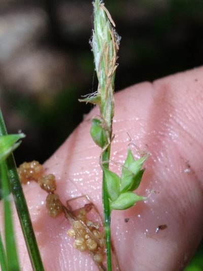 Carex styloflexa, photographed by Scott Ward
