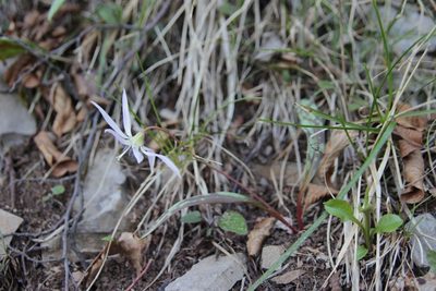 Erythronium dens-canis, photographed by Olivier Argagnon
