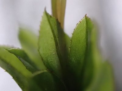 Mnium spinulosum, photographed by Randal