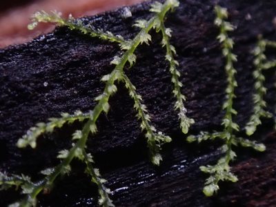 Lepidozia reptans, photographed by Randal