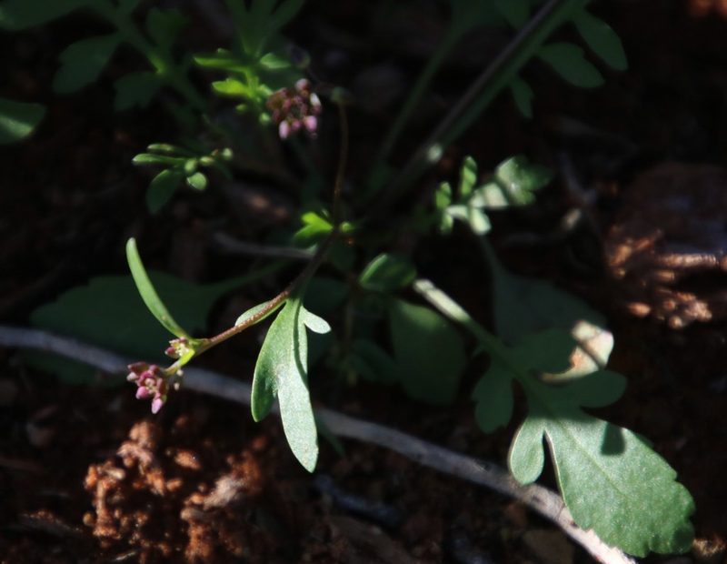 Lepidium desertorum, photographed by Tony Rebelo