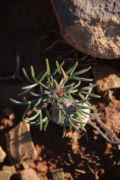 Oxalis primuloides, photographed by Tony Rebelo