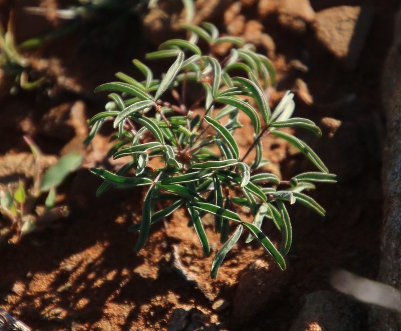 Oxalis primuloides, photographed by Tony Rebelo