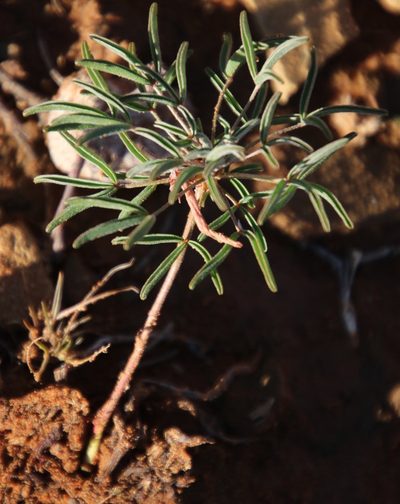 Oxalis primuloides, photographed by Tony Rebelo