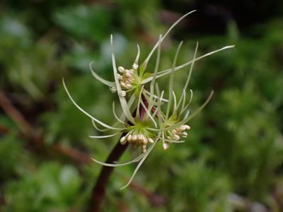 Coptis aspleniifolia, photographed by Randal