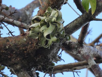 Tillandsia streptophylla, photographed by GayleIsTired