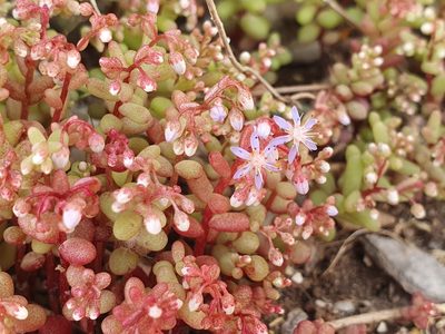Sedum caeruleum, photographed by Mehdi Chetibi