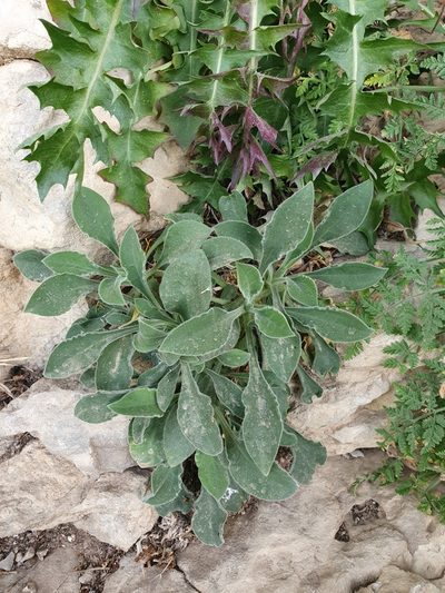 Silene andryalifolia, photographed by Mehdi Chetibi