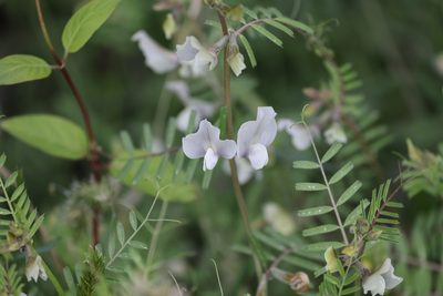 Vicia grandiflora, photographed by Kathy Richardson