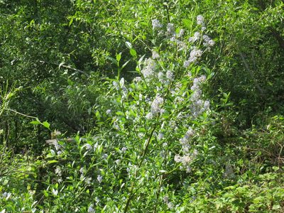 Ceanothus thyrsiflorus, photographed by Garth Harwood