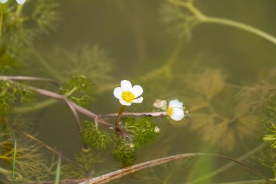Ranunculus trichophyllus, photographed by WATANABE Hitoshi 渡辺仁