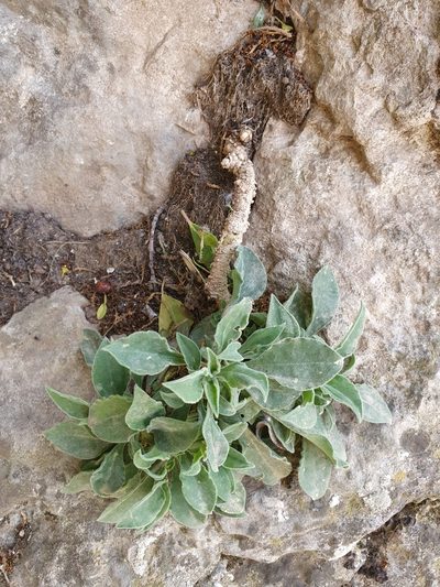 Silene andryalifolia, photographed by Mehdi Chetibi