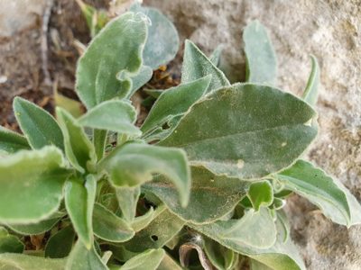 Silene andryalifolia, photographed by Mehdi Chetibi