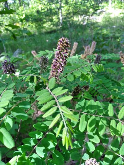 Amorpha schwerinii, photographed by Scott Ward