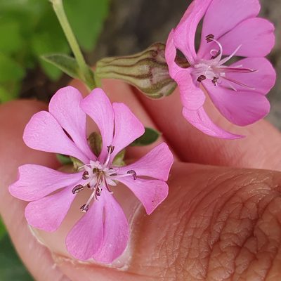 Silene colorata, photographed by Mehdi Chetibi