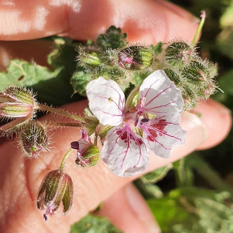 Erodium trifolium, photographed by Mehdi Chetibi