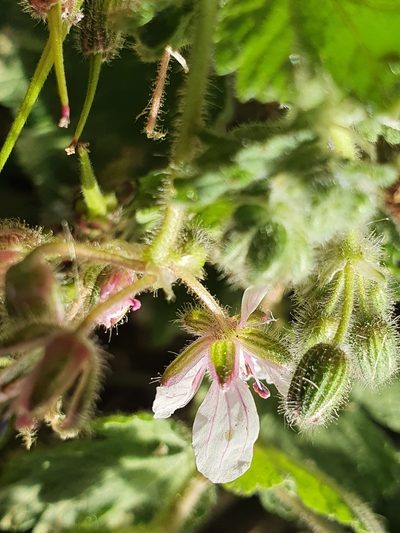 Erodium trifolium, photographed by Mehdi Chetibi