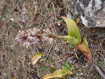 Himantoglossum robertianum, photographed by David Delon