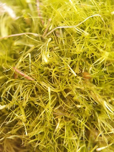 Campylopus pyriformis, photographed by Jonathan Hughes