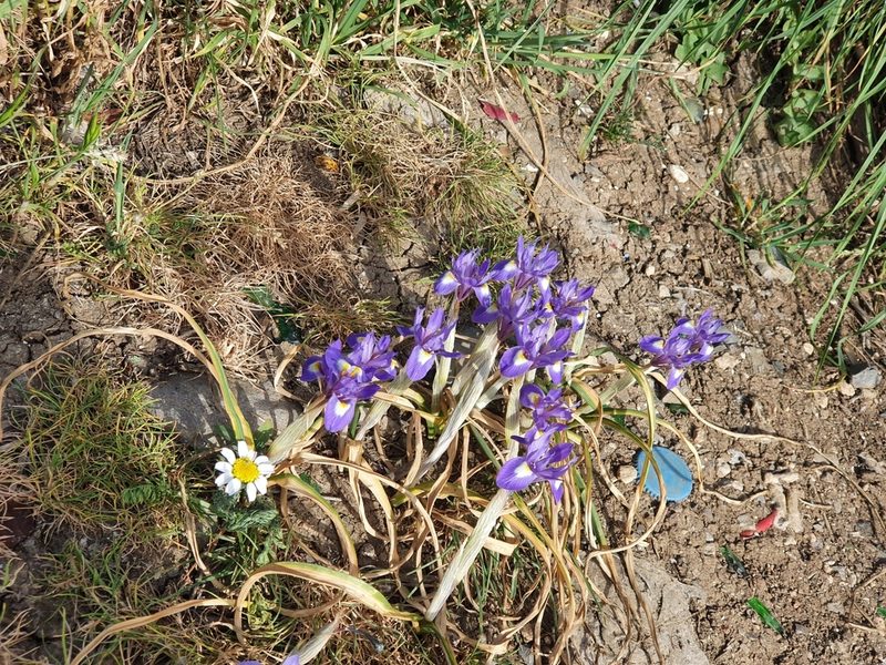 Moraea sisyrinchium, photographed by Mehdi Chetibi