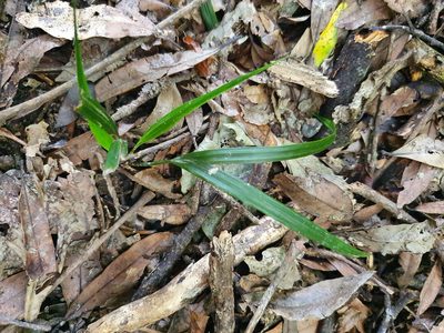 Rhopalostylis sapida, photographed by Kate McAlpine
