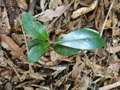 Corynocarpus laevigatus, photographed by Kate McAlpine