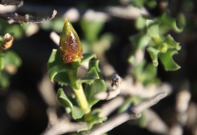 Pteronia adenocarpa, photographed by Tony Rebelo