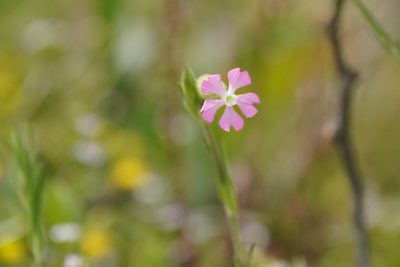 Silene conica, photographed by WATANABE Hitoshi 渡辺仁