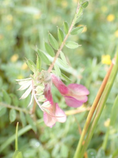 Vicia pannonica, photographed by David Delon
