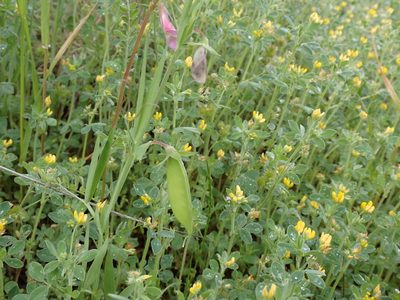 Lathyrus cicera, photographed by David Delon